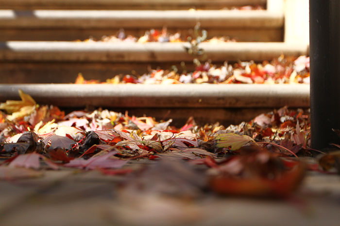 Leaves